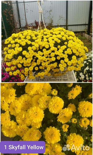 Хризантема ампельная