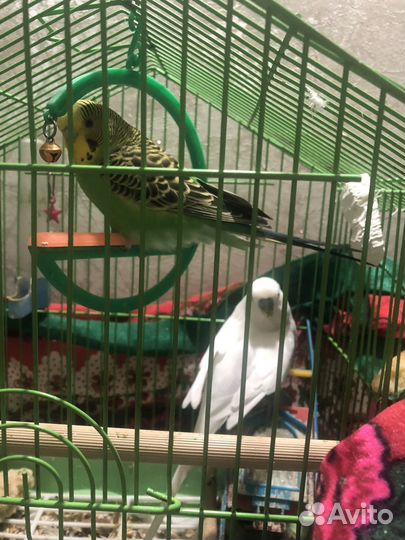 Волнистые попугаи