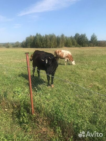 Нетель 2 и бык 1