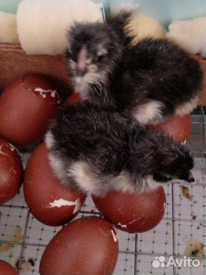 Маран инкубационное яйцо и цыплята