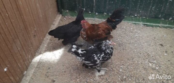 Карликовые куры