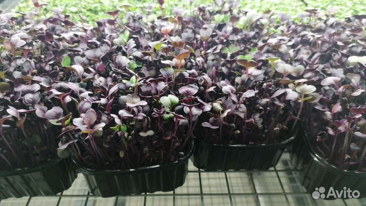 Микрозелень