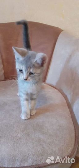 Британский котёнок