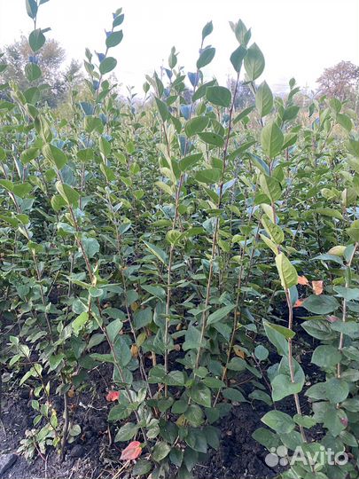 Кизильник блестящий