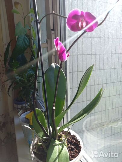 Орхидея фаленопсис. Красный цветок