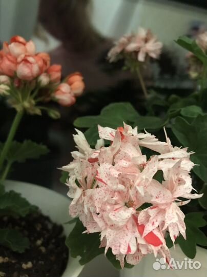 Пеларгония Richard Hodgson