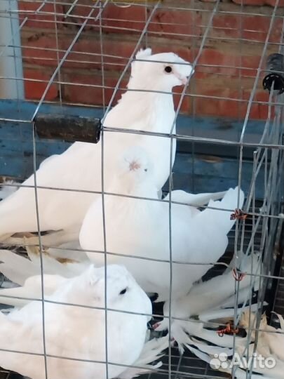 Продажа узбекских голубей