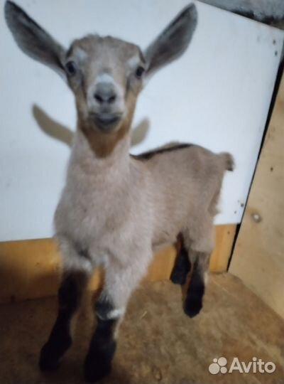 Альпийские козлята