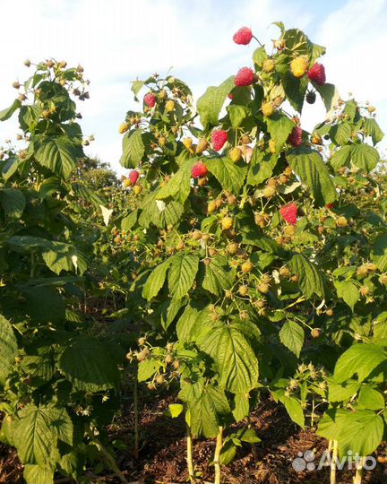 Саженцы ремонтантной малины Полька
