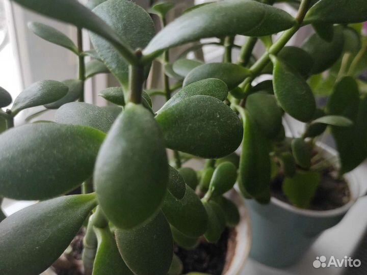 Крассула овата, толстянка