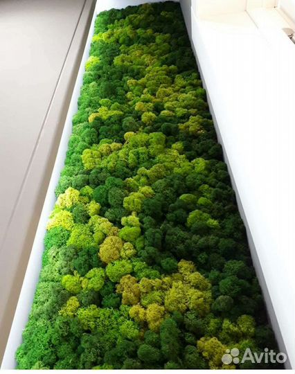 Мох на стене