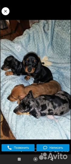 Щенки Таксы