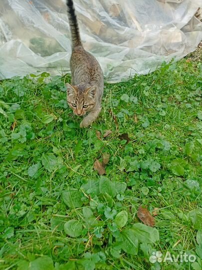 Котенок в добрые руки