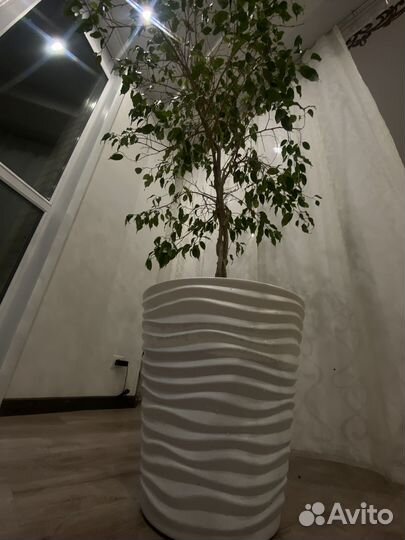 Фикус бенджамина большой