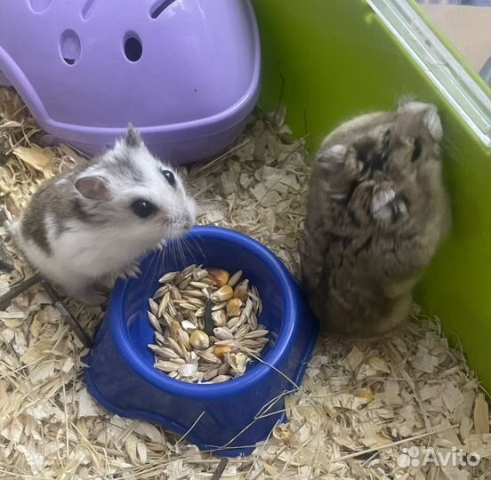 Джунгарский хомяк бесплатно