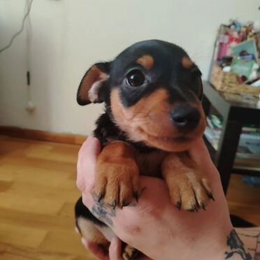 Цвергпинчер, щенок