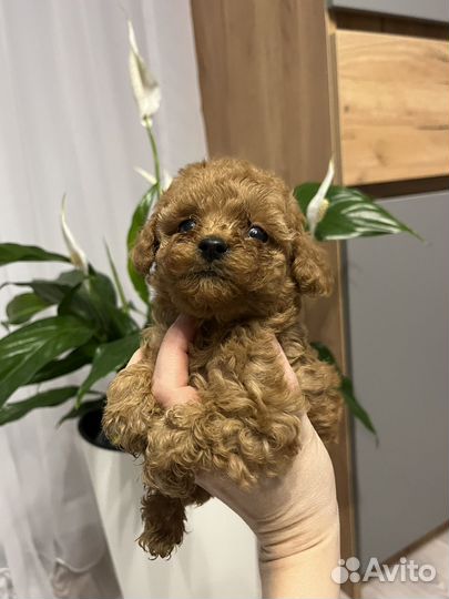 Тедди принцесса Импорт Китай