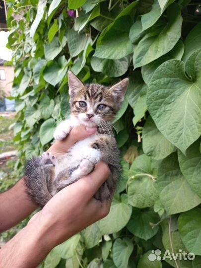 Котята