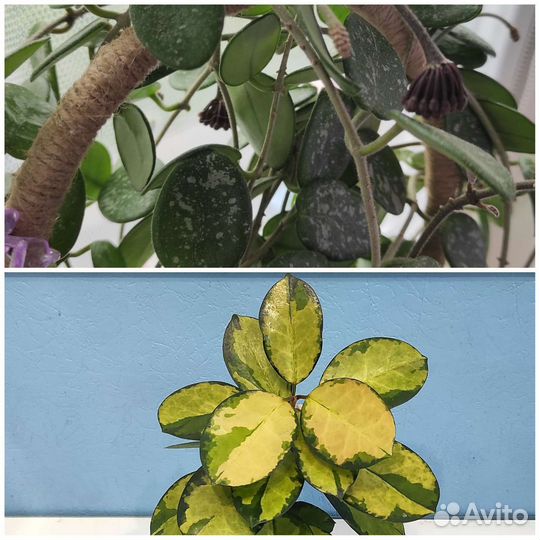 Хойя Лиза, Матильда