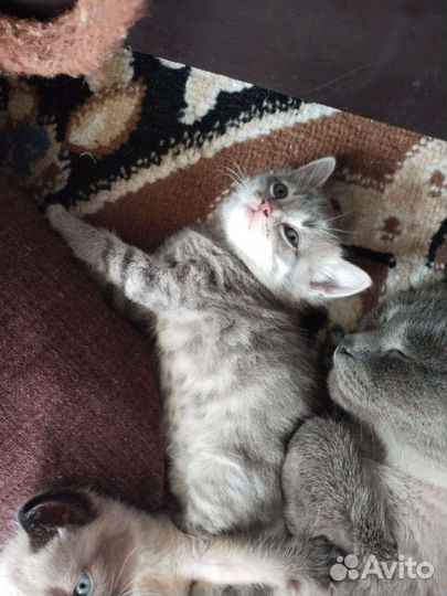 Кошка
