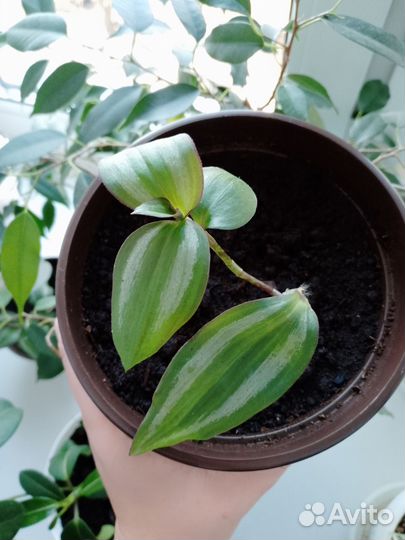 Традесканция