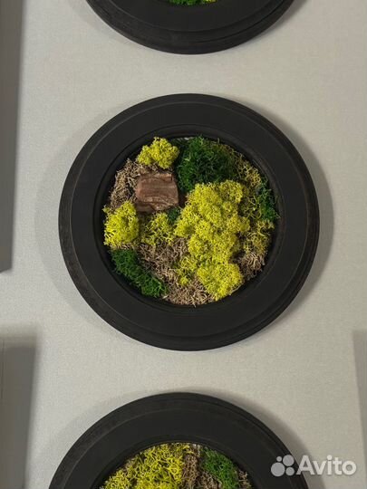 Картина из стабилизированного мха