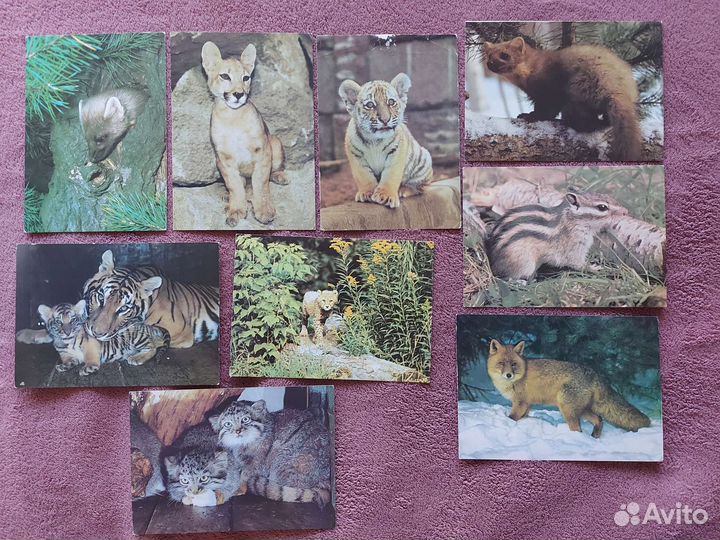 Открытки с животными