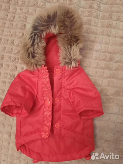 Одежда для собак мелких пород