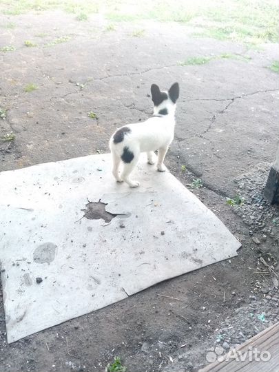 Маленькая девочка