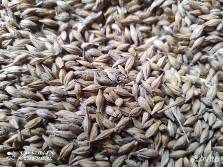 Зерно ячмень