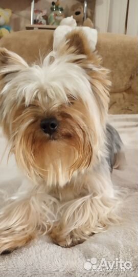 Йоркширский терьер вязка мальчик