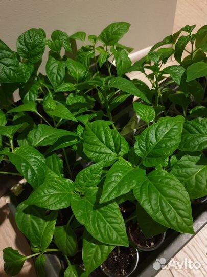 Рассада перцев, томатов, петунии