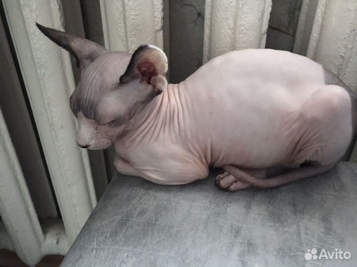 Канадский сфинкс