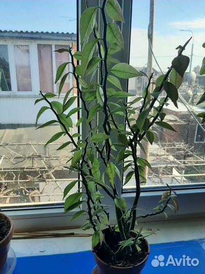 Пиделантус