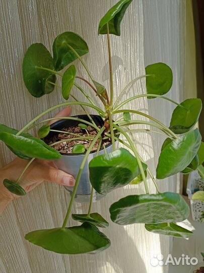 Пилея пеперомиевидная