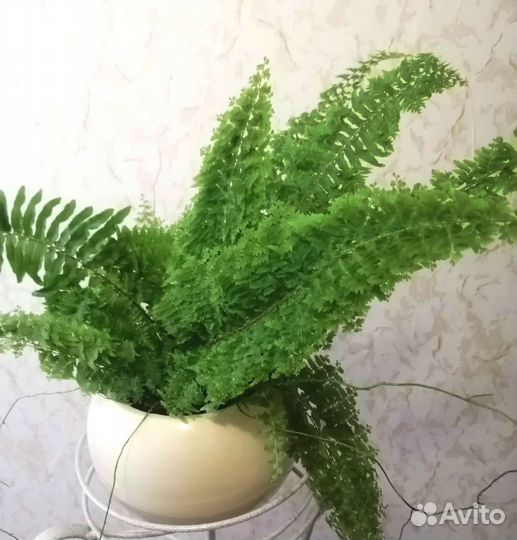 Папоротник комнатный