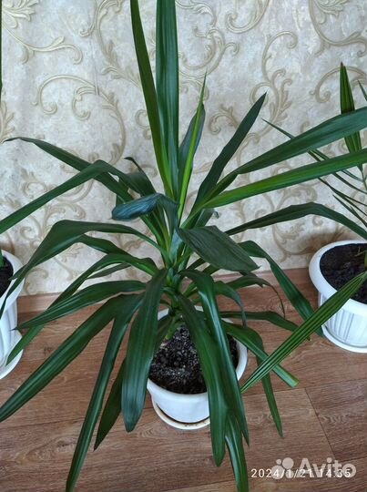 Продам цветы комнатные