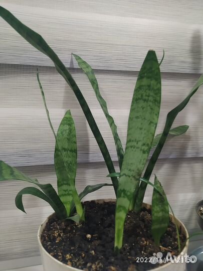 Сансевиерия