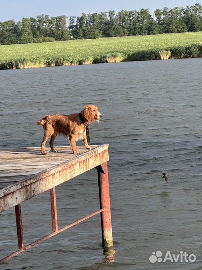 Русский спаниель