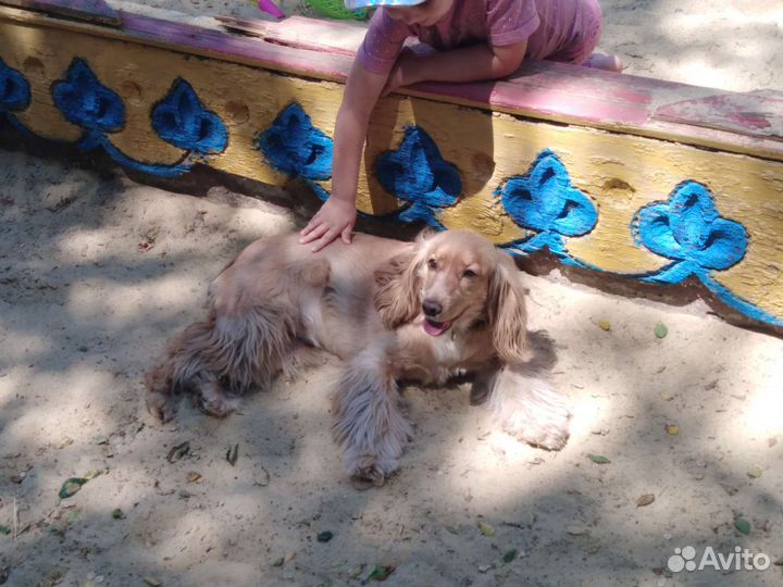 Передержка домашних животных