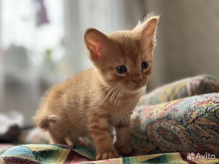Котята в добрые руки бесплатно