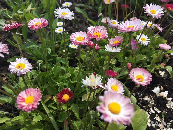 Маргаритки цветы