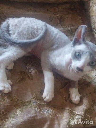 Плюшевый красавчик