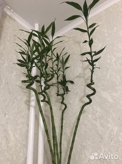 Лаки бамбук