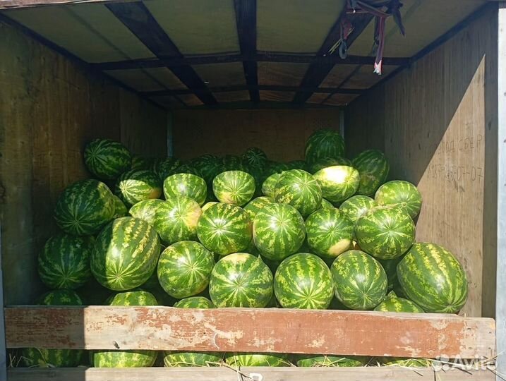 Арбуз оптом Каристан