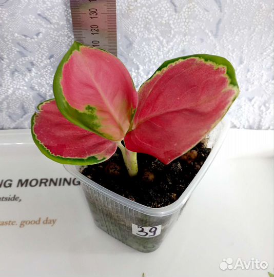 Рипсалис, Эпифиллум, Сциндапсус, Аглаонема