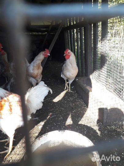 Молодые петухи