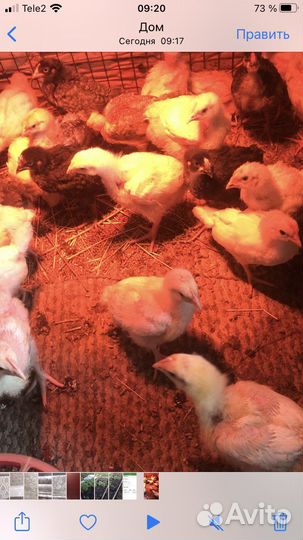 Цыплята подрощенные несушки домашние