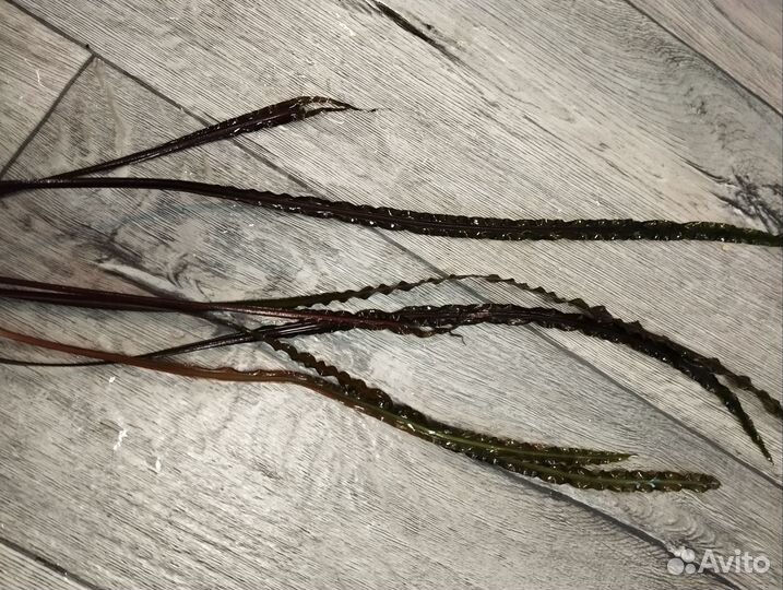 Аквариумные растения