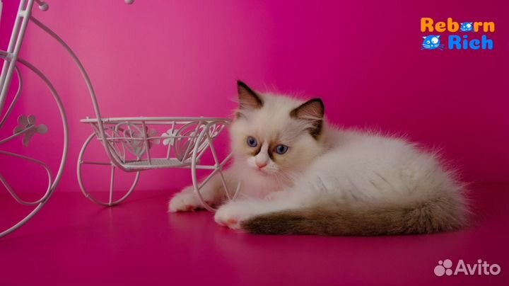 Ragdoll девочка